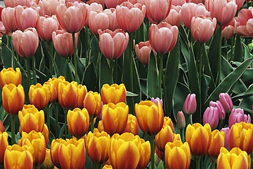 Didier's Tulips (Tulipa gesneriana), Keukenhof, Netherlands, Europe