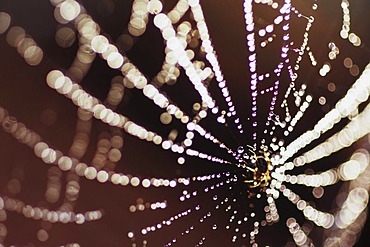 Spider web and dew drops