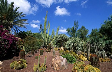 Cacti in the Oasis Park in La Lajita, Fuerteventura, Canary Islands, Spain, Europe