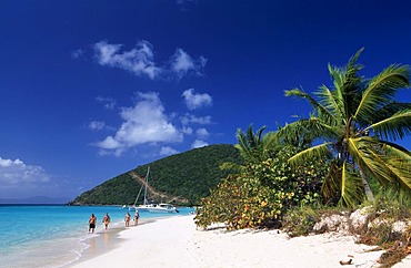 Palm trees on a beach, White Bay, Jost Van Dyke Island, British Virgin Islands, Caribbean