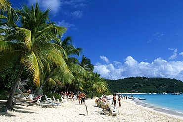 Palm trees on a beach, White Bay on Jost Van Dyke Island, British Virgin Islands, Caribbean