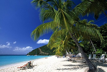 Palm trees on a beach, White Bay, Jost Van Dyke Island, British Virgin Islands, Caribbean