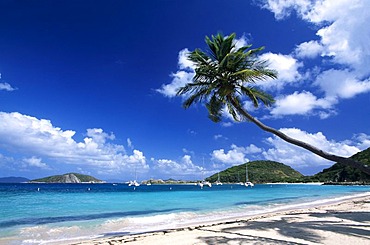 Palm tree on a beach on Peter Island, British Virgin Islands, Caribbean