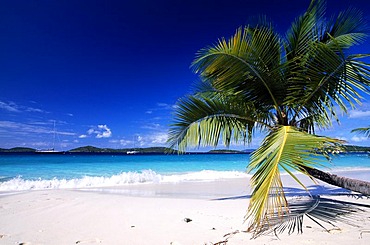 Palm tree on a beach, Solomon Bay, St. John Island, United States Virgin Islands, Caribbean