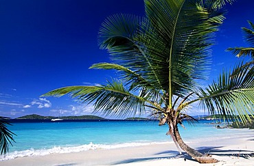 Palm tree on a beach, Solomon Bay, St. John Island, United States Virgin Islands, Caribbean