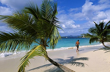 Palm trees on a beach, Solomon Bay, St. John Island, United States Virgin Islands, Caribbean