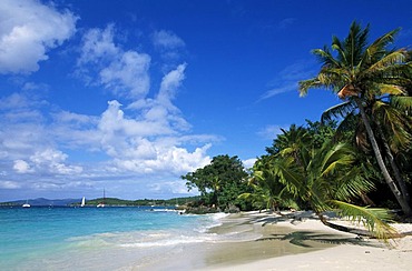 Palm trees on a beach, Solomon Bay, St. John Island, United States Virgin Islands, Caribbean