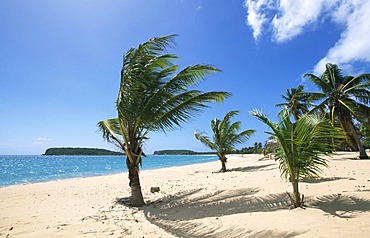 Beach with palm trees, Sun Bay Beach, Vieques Island, Puerto Rico, Caribbean