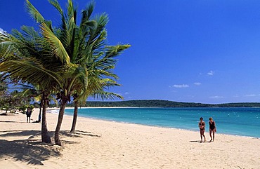 Beach with palm trees, Sun Bay Beach, Vieques Island, Puerto Rico, Caribbean