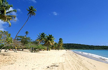 Beach with palm trees, Sun Bay Beach, Vieques Island, Puerto Rico, Caribbean