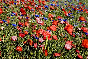 Field of Poppies, Ruegen, Mecklenburg-Vorpommern, Germany, Europe