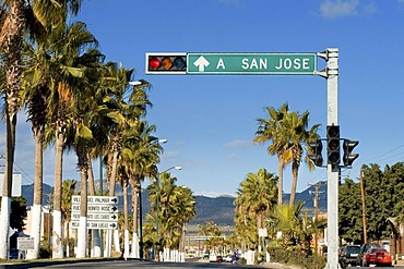 Palm tree-lined road, San Jose del Cabo, Baja California Sur, Baja California, Mexico, Central America