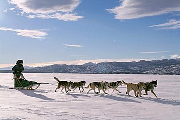 dogteam with musher, Lake Laberge, Yukon Territory, Canada