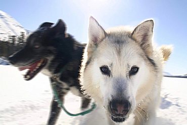 Portrait of husky sled dog running, Fish Lake, Yukon Territory, Canada