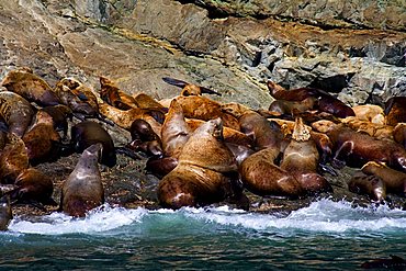 Colony of Steller Sea Lions (Eumetopias jubatus), Prince William Sound, Alaska, USA