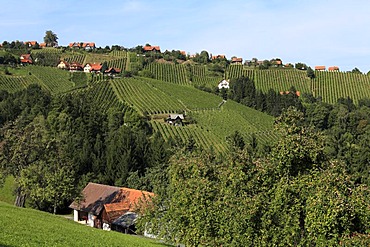 Vine yards on Schilcher Weinstrasse, Steinreib near Stainz, Styria, Austria, Europe