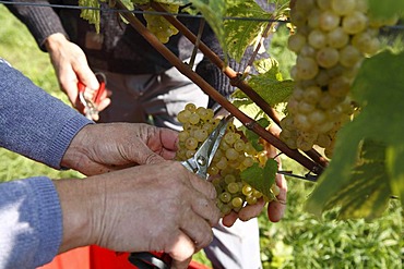 Hands harvesting grapes in Langegg, Southern Styria, Austria, Europe