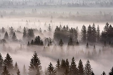 Conifer forest in morning fog, morning mood in the Pupplinger riparian forest near Wolfratshausen, Isar wetlands, Upper Bavaria, Germany, Europe