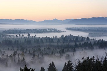 Conifer forest in morning fog, morning mood in the Pupplinger riparian forest near Wolfratshausen, Isar wetlands, Upper Bavaria, Germany, Europe