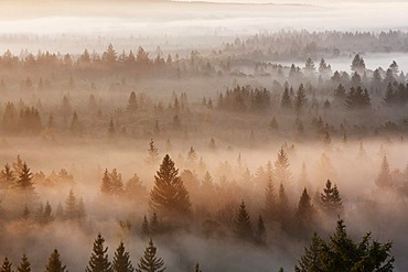 Conifer forest in morning fog, morning mood in the Pupplinger riparian forest near Wolfratshausen, Isar wetlands, Upper Bavaria, Germany, Europe