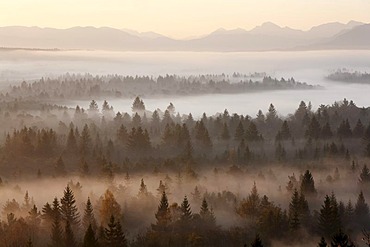 Conifer forest in morning fog, morning mood in the Pupplinger riparian forest near Wolfratshausen, Isar wetlands, Upper Bavaria, Germany, Europe