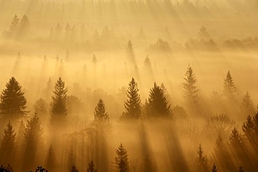 Conifer forest in morning fog, morning mood in the Pupplinger riparian forest near Wolfratshausen, Isar wetlands, Upper Bavaria, Germany, Europe