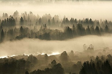 Conifer forest in morning fog, morning mood in the Pupplinger riparian forest near Wolfratshausen, Isar wetlands, Upper Bavaria, Germany, Europe