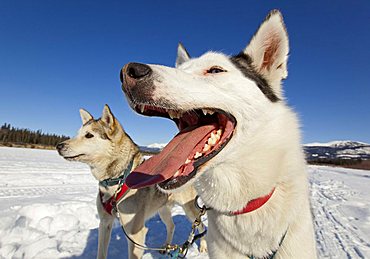 Portrait of panting sled dog, tongue, teeth, lead dog, Alaskan Husky, frozen Yukon River, Yukon Territory, Canada