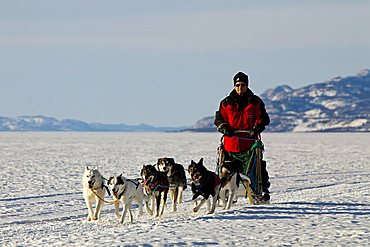 Man, musher running, driving a dog sled, team of sled dogs, Alaskan Huskies, frozen Lake Laberge, Yukon Territory, Canada