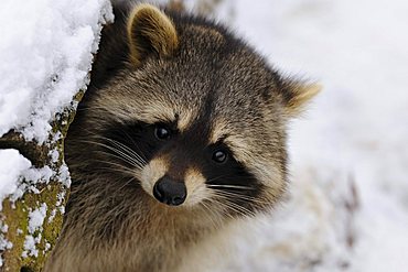 Raccoon (Procyon lotor) in winter