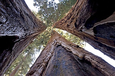 Giant Sequoias (Sequoiadendron giganteum) from below, Giant Forest, Sequoia National Park, California, USA