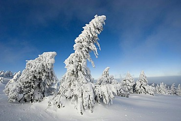 Snow-covered spruce trees, Brocken, Blocksberg, Harz National Park, Saxony-Anhalt, Germany, Europe