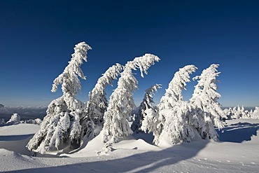 Snow-covered spruce trees, Brocken, Blocksberg, Harz National Park, Saxony-Anhalt, Germany, Europe