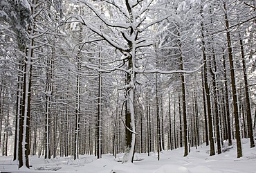 Snow-covered tree trunks, open-air enclosure, Bavarian Forest National Park, Bavaria, Germany, Europe