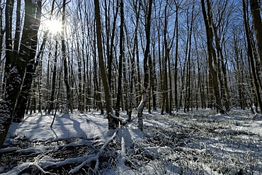 Winterly deciduous forest, back-light shot, Schleswig-Holstein, Germany, Europe