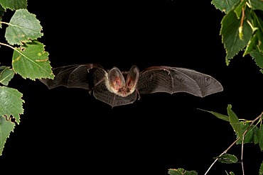 Brown Long-eared Bat or Common Long-eared Bat (Plecotus auritus)