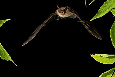 Whiskered Bat (Myotis mystacinus)