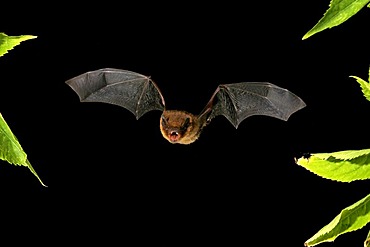 Soprano Pipistrelle (Pipistrellus pygmaeus)