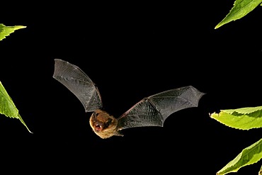 Soprano Pipistrelle (Pipistrellus pygmaeus)