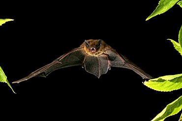 Nathusius' Pipistrelle (Pipistrellus nathusii)