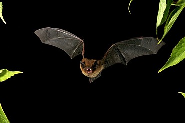 Nathusius' Pipistrelle (Pipistrellus nathusii)