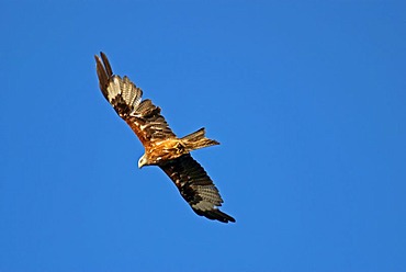 Red Kite (Milvus milvus)