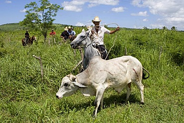 Cuban horse riders catching an escaped ox with a lasso in a plantation, Cuba, Latin America