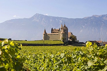 Chateau d'Aigle in the vineyards close to Lausanne, Kanton Waadt, Switzerland, Europe