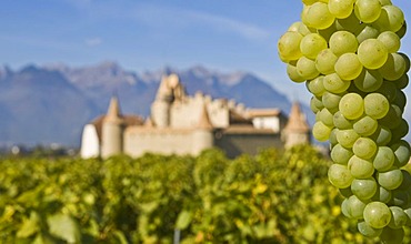 Chassela white grapes, Chateau d'Aigle in the background in the vineyards close to Lausanne, Kanton Waadt, Switzerland, Europe