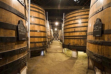 Oak barrels filled with port wine of Graham's Port Wine House on Rua Rei Ramiro, Vila Nova Gaia, Porto, UNESCO World Cultural Heritage Site, Portugal, Europe - Propertyrights www.symington.com JD@symington.com