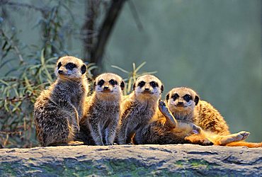 Meerkats (Suricata Suricatta), young