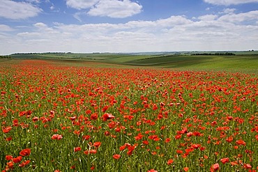 Corn poppies (Papaver rhoeas) in a cornfield, England, Great Britain, Europe