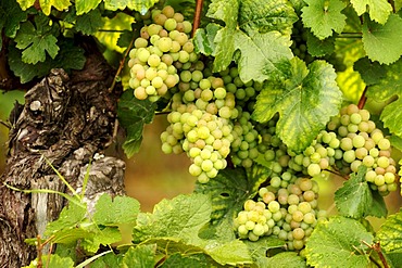 White grapes on a vine, Ribeauvillee, Alsace, France, Europe