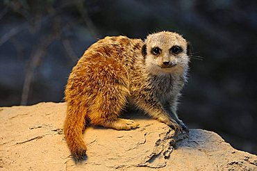 Meerkat (Suricata Suricatta), young